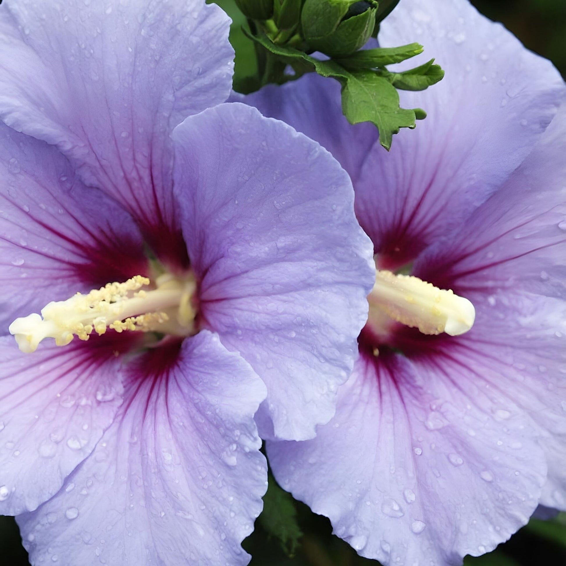 Rosa De Siria Azul - 2 Pzs - Hibiscus 'oiseau Blue' - Altura 25-40cm - ⌀17cm_1