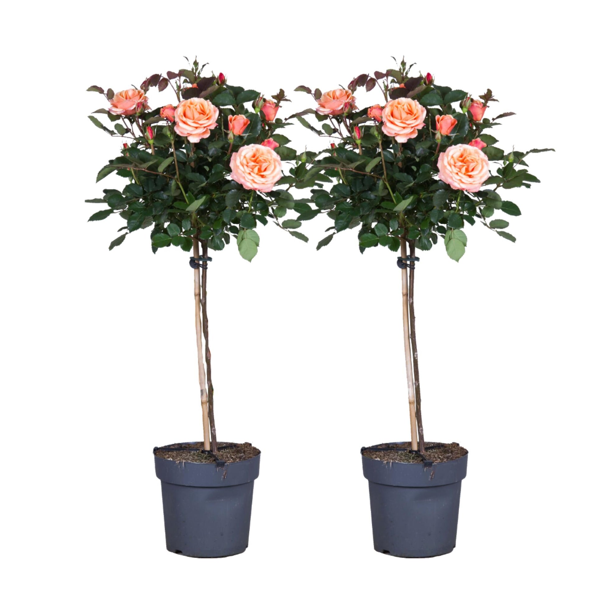 Rosa De Tallo - 2 Pzs - Rosa Palace 'catherine' - Altura 80-100cm - ⌀19cm_0