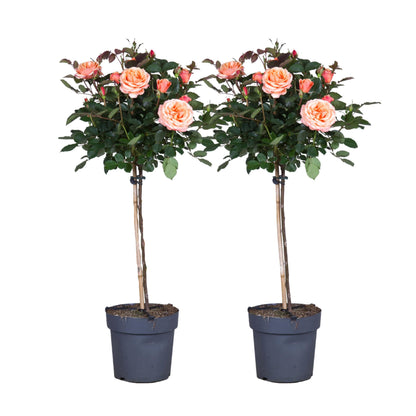 Rosa De Tallo - 2 Pzs - Rosa Palace 'catherine' - Altura 80-100cm - ⌀19cm_0