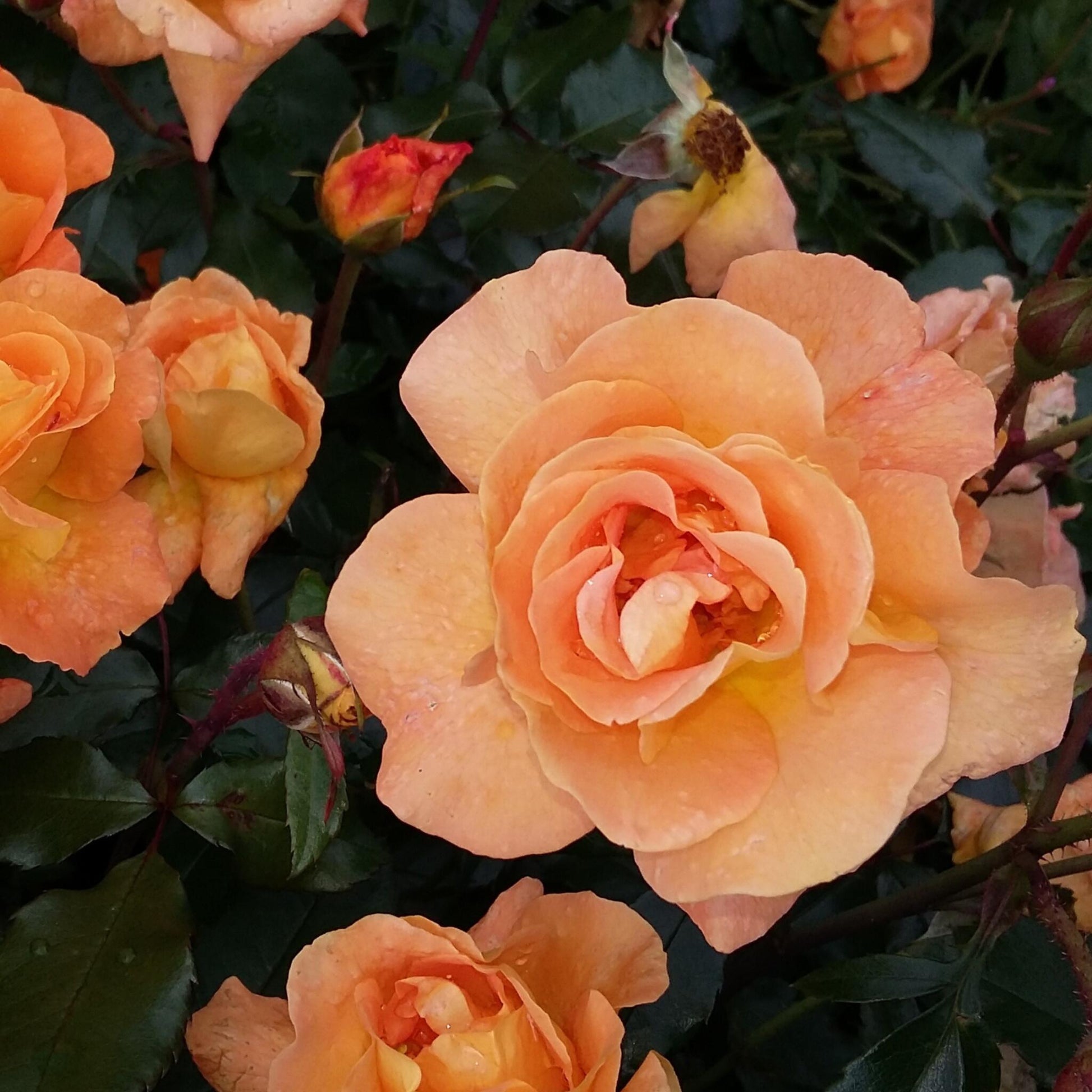 Rosa De Tallo - 2 Pzs - Rosa Palace 'catherine' - Altura 80-100cm - ⌀19cm_3