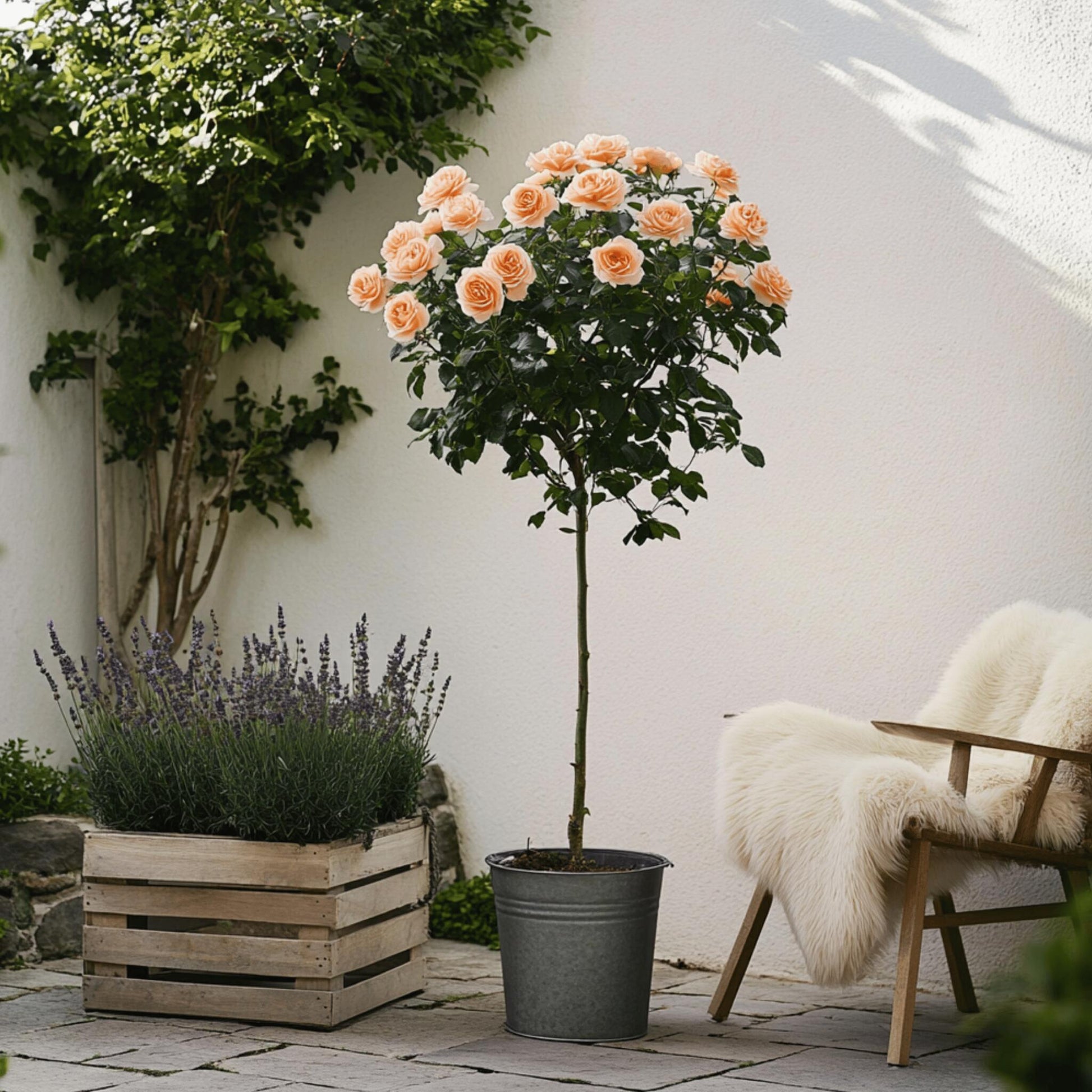 Rosa De Tallo - 2 Pzs - Rosa Palace 'catherine' - Altura 80-100cm - ⌀19cm_4