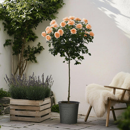 Rosa De Tallo - 2 Pzs - Rosa Palace 'catherine' - Altura 80-100cm - ⌀19cm_4