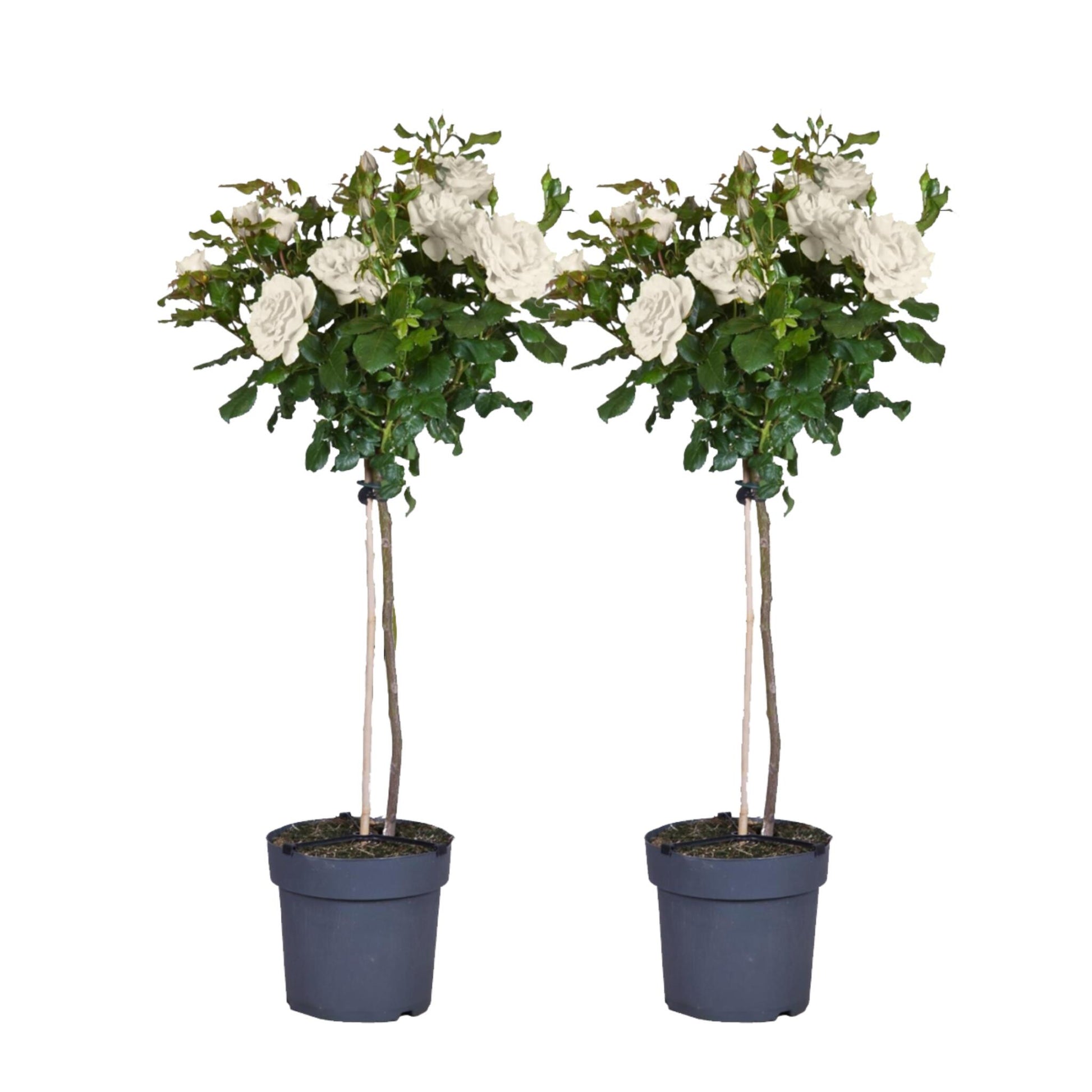 Rosa De Tallo - 2 Pzs - Rosa Palace ‘kailani' - Altura 80-100cm - ⌀19cm_0