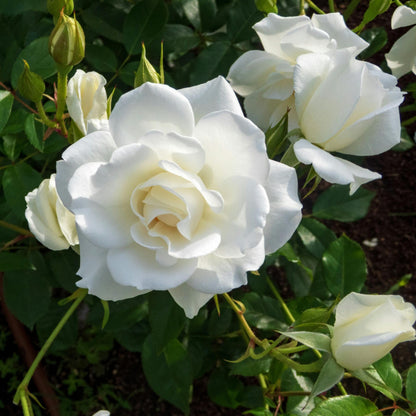 Rosa De Tallo - 2 Pzs - Rosa Palace ‘kailani' - Altura 80-100cm - ⌀19cm_3