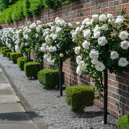 Rosa De Tallo - 2 Pzs - Rosa Palace ‘kailani' - Altura 80-100cm - ⌀19cm_4