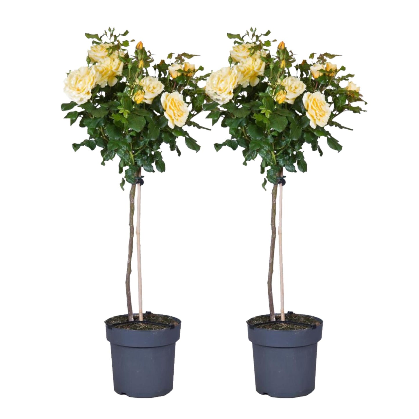 Rosa De Tallo - 2 Pzs - Rosa Palace ‘mysore’ - Altura 80-100cm - ⌀19cm_0