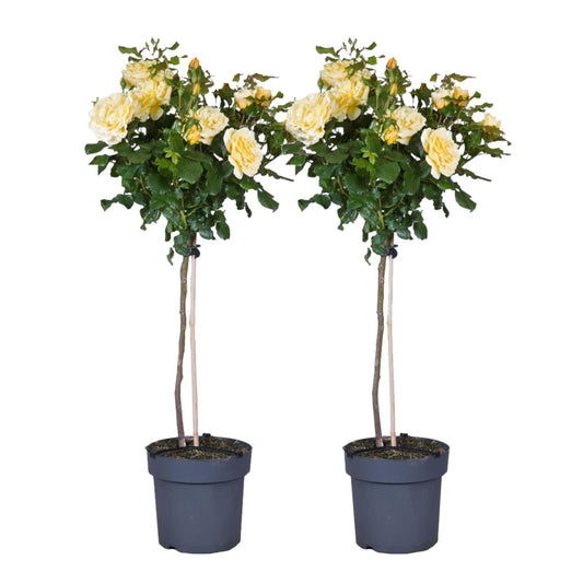 Rosa De Tallo - 2 Pzs - Rosa Palace ‘mysore’ - Altura 80-100cm - ⌀19cm_0