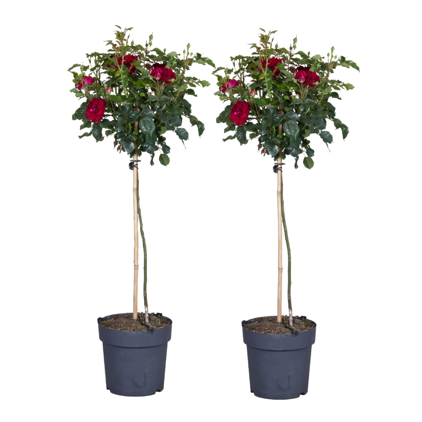 Rosa De Tallo - 2 Pzs - Rosa Palace ‘pride' - Altura 80-100cm - ⌀19cm_0