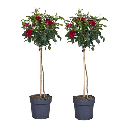 Rosa De Tallo - 2 Pzs - Rosa Palace ‘pride' - Altura 80-100cm - ⌀19cm_0