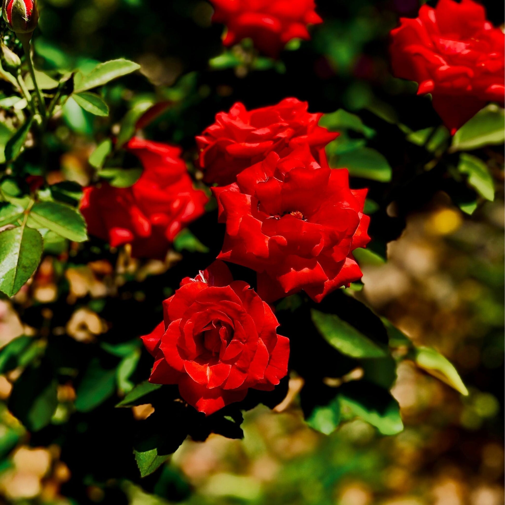 Rosa De Tallo - 2 Pzs - Rosa Palace ‘pride' - Altura 80-100cm - ⌀19cm_3