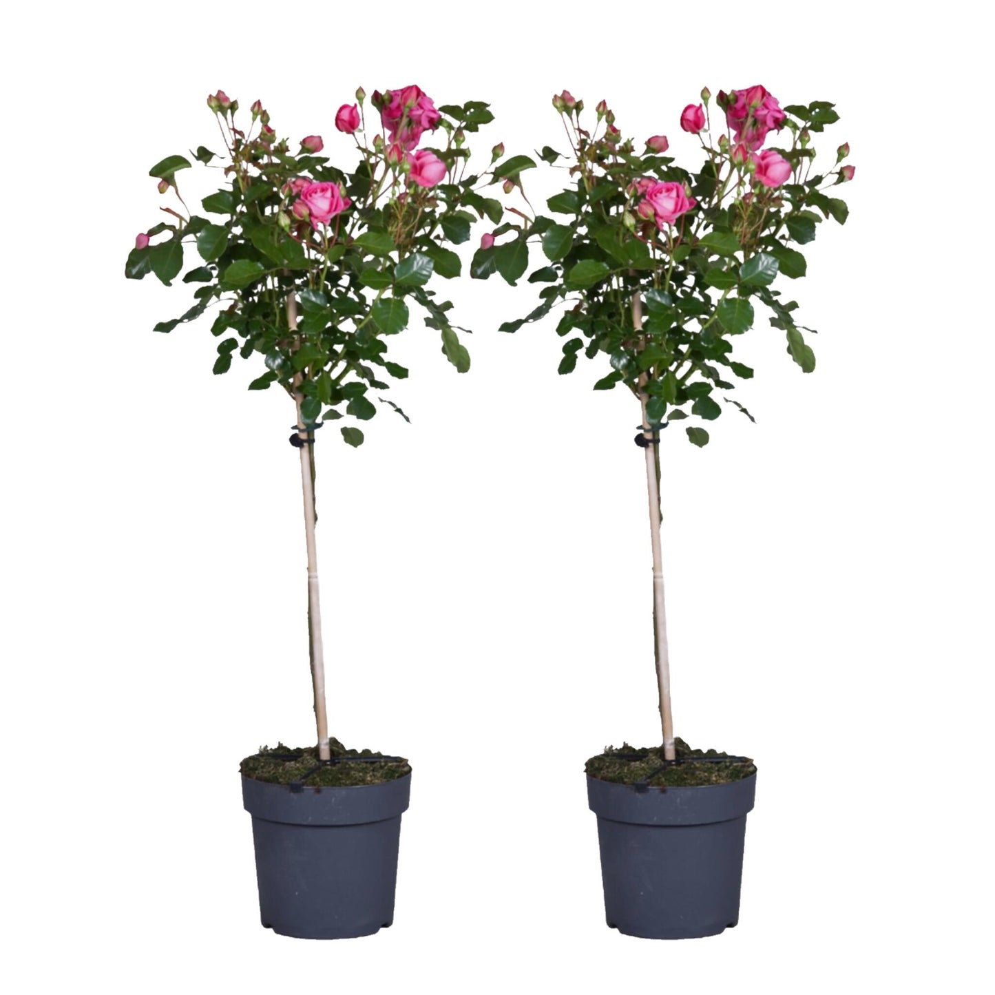 Rosa De Tallo - 2 Pzs - Rosa Palace 'topkapi' - Altura 80-100cm - ⌀19cm_0