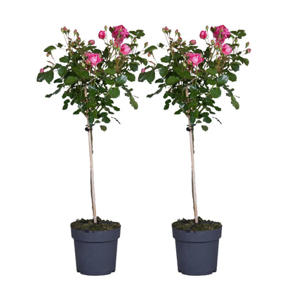 Rosa De Tallo - 2 Pzs - Rosa Palace 'topkapi' - Altura 80-100cm - ⌀19cm_0