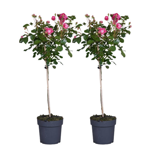 Rosa De Tallo - 2 Pzs - Rosa Palace 'topkapi' - Altura 80-100cm - ⌀19cm_0