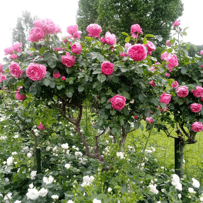 Rosa De Tallo - 2 Pzs - Rosa Palace 'topkapi' - Altura 80-100cm - ⌀19cm_4