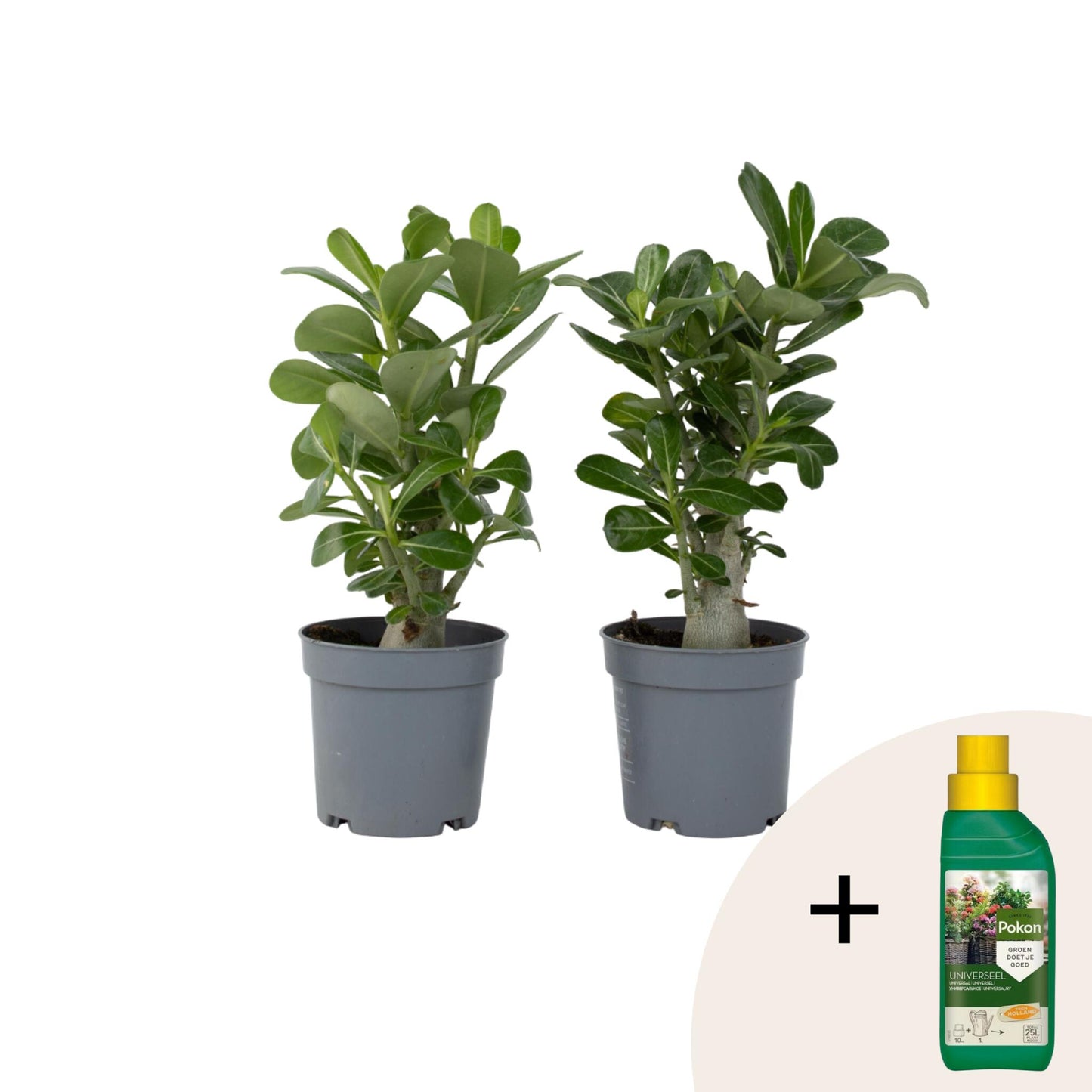 Rosa Del Desierto - 2 Pzs - Adenium Obesum - Altura 25-40cm - ⌀105cm_0