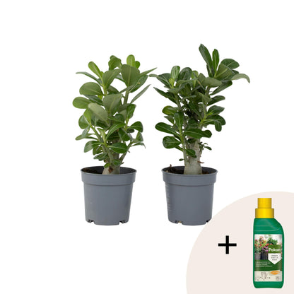 Rosa Del Desierto - 2 Pzs - Adenium Obesum - Altura 25-40cm - ⌀105cm_0