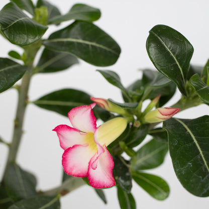 Rosa Del Desierto - 2 Pzs - Adenium Obesum - Altura 30-45cm - ⌀13cm_3
