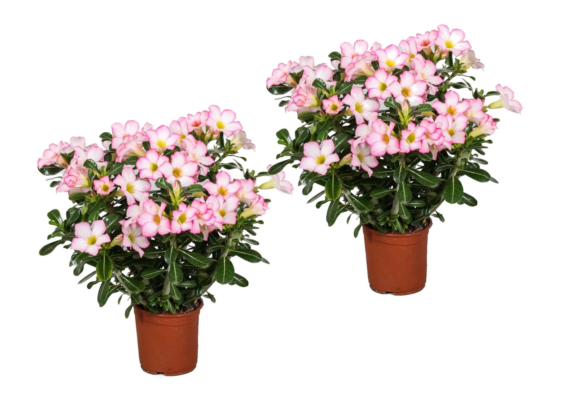 Rosa Del Desierto - 2 Pzs - Adenium Obesum 'pink Star' - Altura 30-50cm - ⌀14cm_0