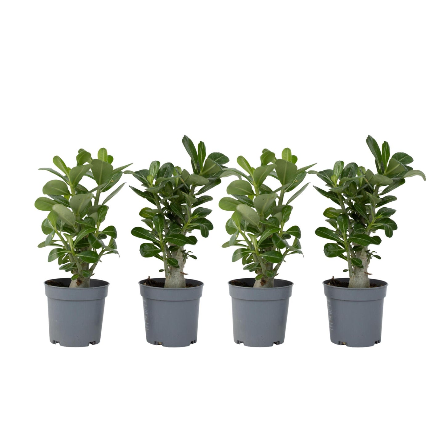 Rosa Del Desierto - 4 Pzs - Adenium Obesum - Altura 25-40cm - ⌀105cm_0