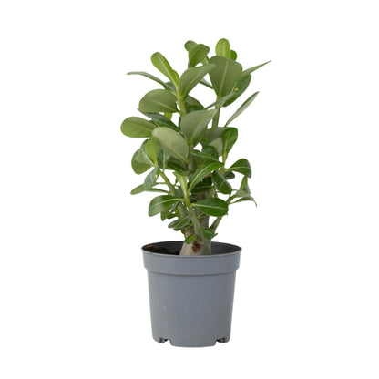 Rosa Del Desierto - Adenium Obesum - Altura 25-40cm - ⌀105cm_0