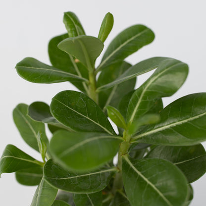 Rosa Del Desierto - Adenium Obesum - Altura 25-40cm - ⌀105cm_3