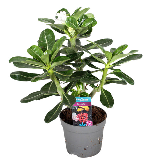 Rosa Del Desierto - Adenium Obesum - Altura 30-40cm - ⌀13cm_0
