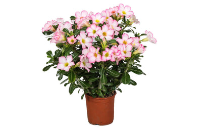 Rosa Del Desierto - Adenium Obesum 'pink Star' - Altura 30-50cm - ⌀14cm_0
