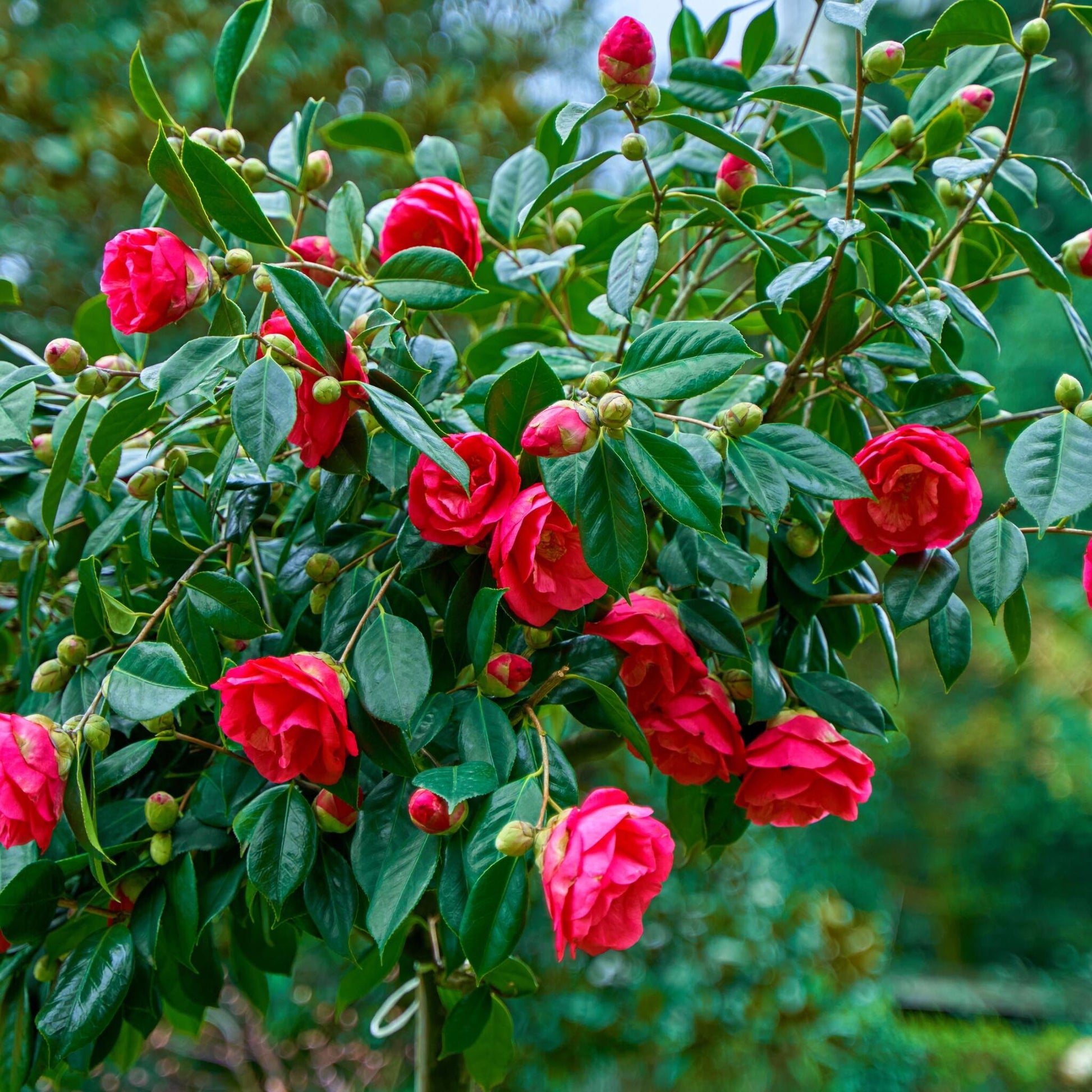 Rosa Japonesa - 2 Pzs - Camellia Japonica 'dr. King' - Altura 50-60cm - ⌀15cm_3
