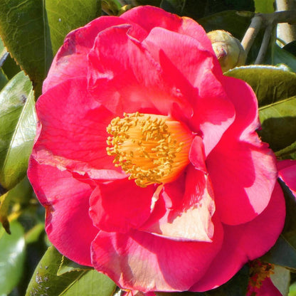 Rosa Japonesa - 2 Pzs - Camellia Japonica 'lady Campbell' - A60-70cm - ⌀19cm_3