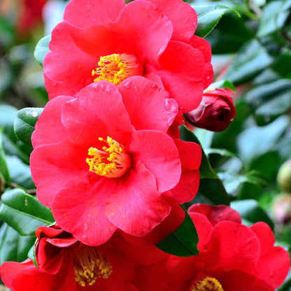 Rosa Japonesa - 3 Pzs - Camellia Japonica 'lady Campbell' - A25-40cm - ⌀9cm_3