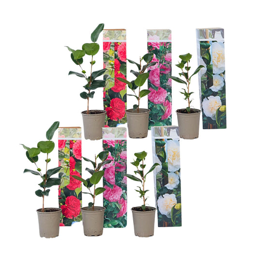 Rosa Japonesa - 6 Pzs - Camellia Japonica - Altura 25-40cm - ⌀9cm_0