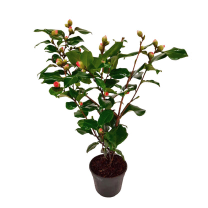Rosa Japonesa - Camellia Japonica 'dr. King' - Altura 50-60cm - ⌀15cm_0
