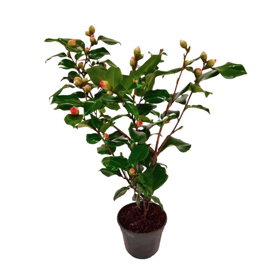 Rosa Japonesa - Camellia Japonica 'dr. King' - Altura 50-60cm - ⌀15cm_0