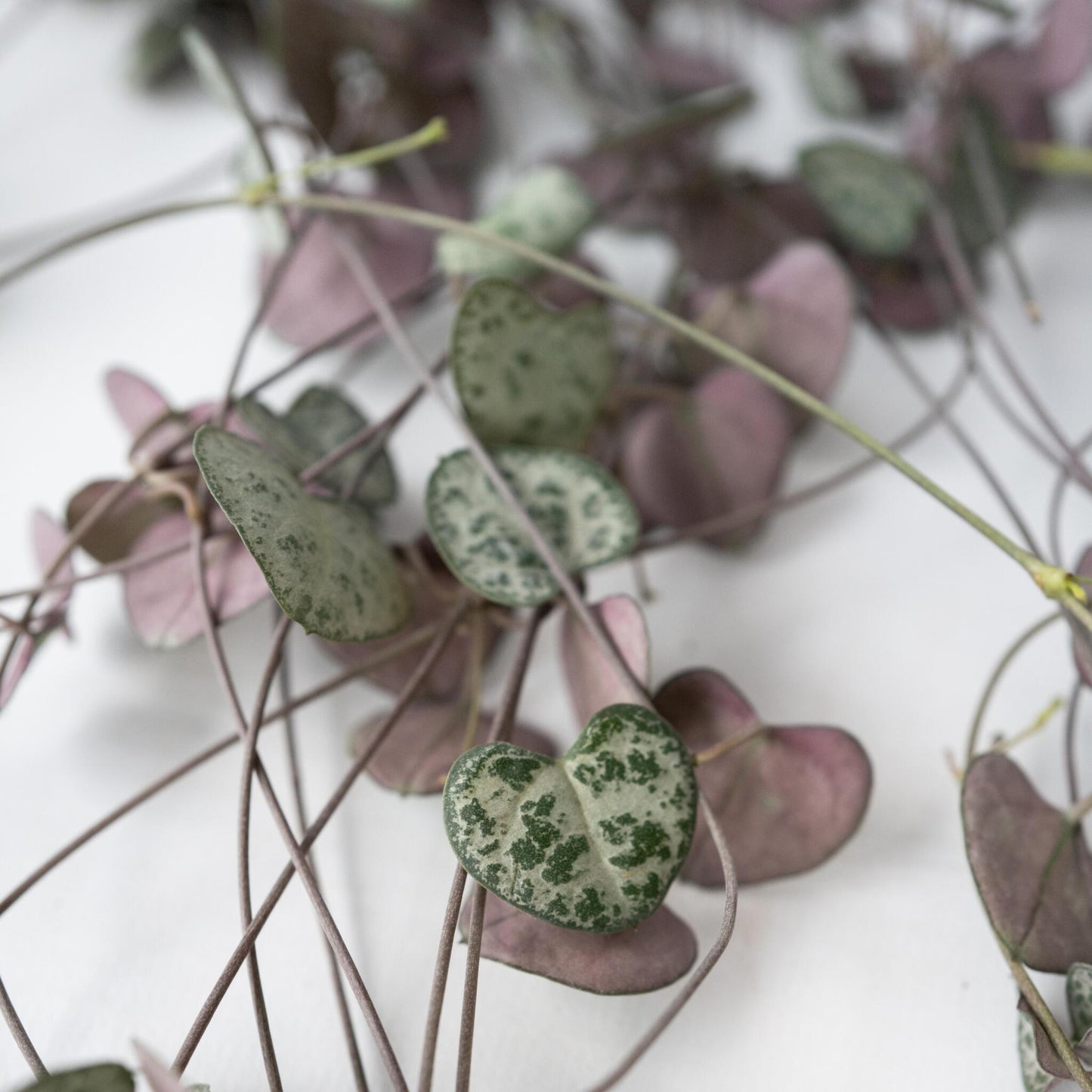Rosario De Corazones - Ceropegia Linearis Woodii - Altura 20-30cm - ⌀14cm_3