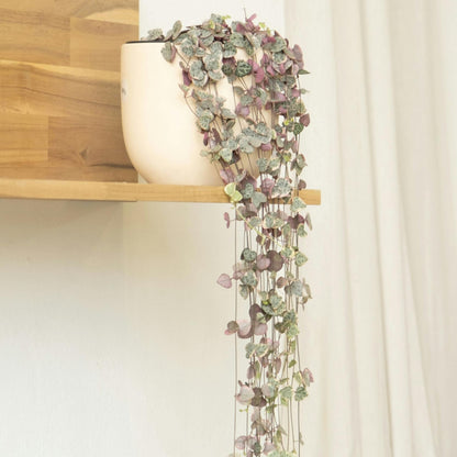 Rosario De Corazones - Ceropegia Linearis Woodii - Altura 20-30cm - ⌀14cm_4