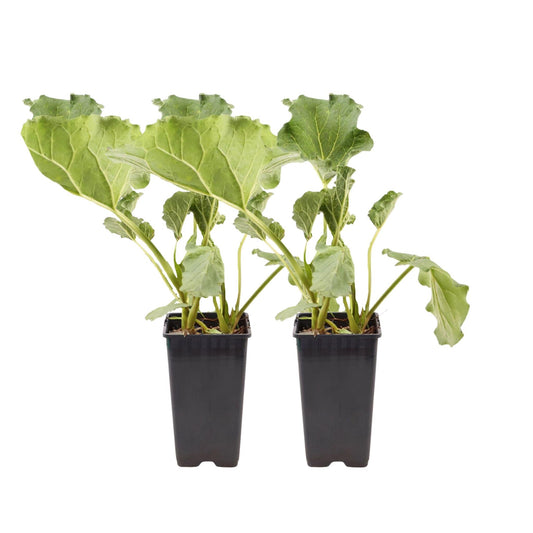 Ruibarbo - Set 2 - Rheum Rhabarbarum - Altura 50-60cm - Ø15cm_0