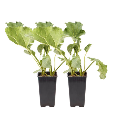 Ruibarbo - Set 2 - Rheum Rhabarbarum - Altura 50-60cm - Ø15cm_0