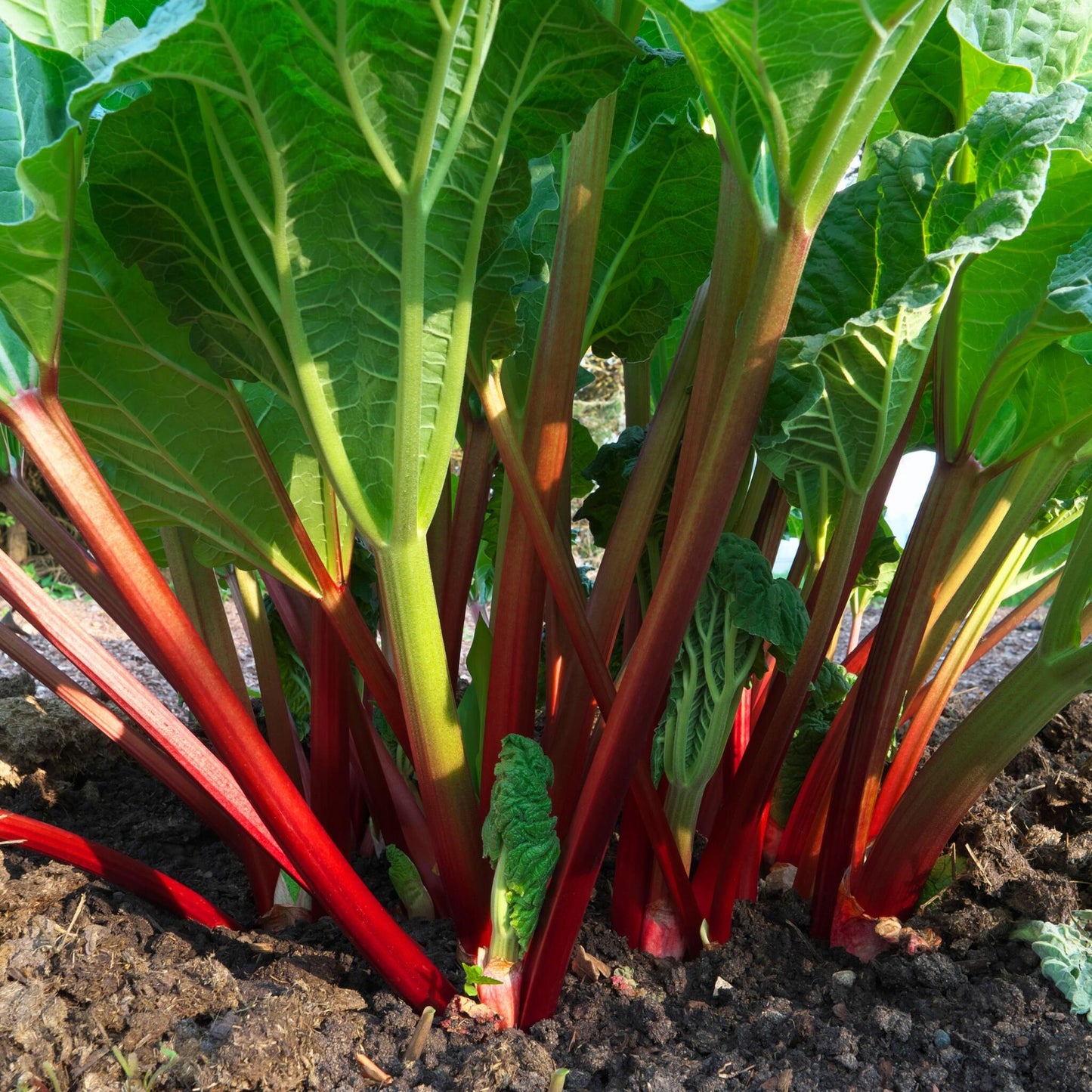 Ruibarbo - Set 2 - Rheum Rhabarbarum - Altura 50-60cm - Ø15cm_4