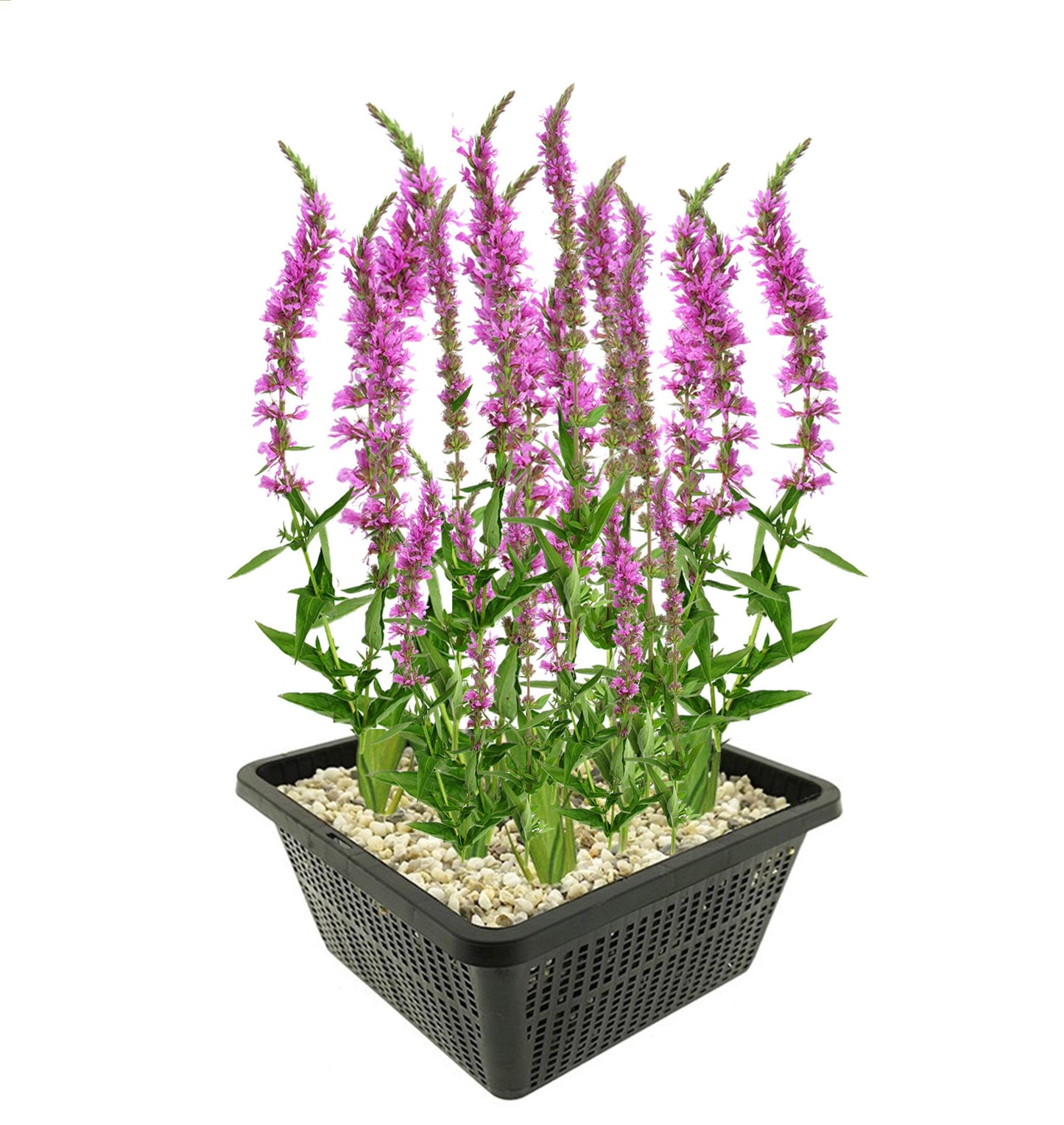 Salicaria Lythrum Salicaria Planta Estanque - Set 4 Plantas Con Cesta Y Sustrato_0