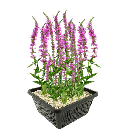 Salicaria Lythrum Salicaria Planta Estanque - Set 4 Plantas Con Cesta Y Sustrato_0