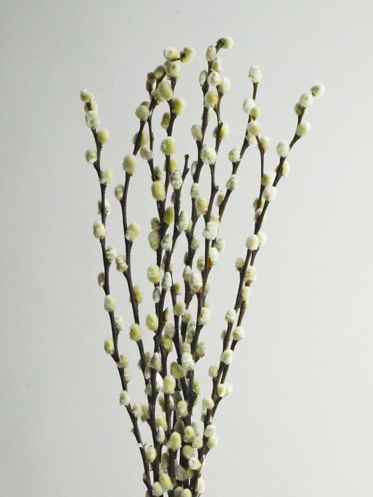 Salix Preservada_0