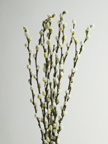 Salix Preservada_0