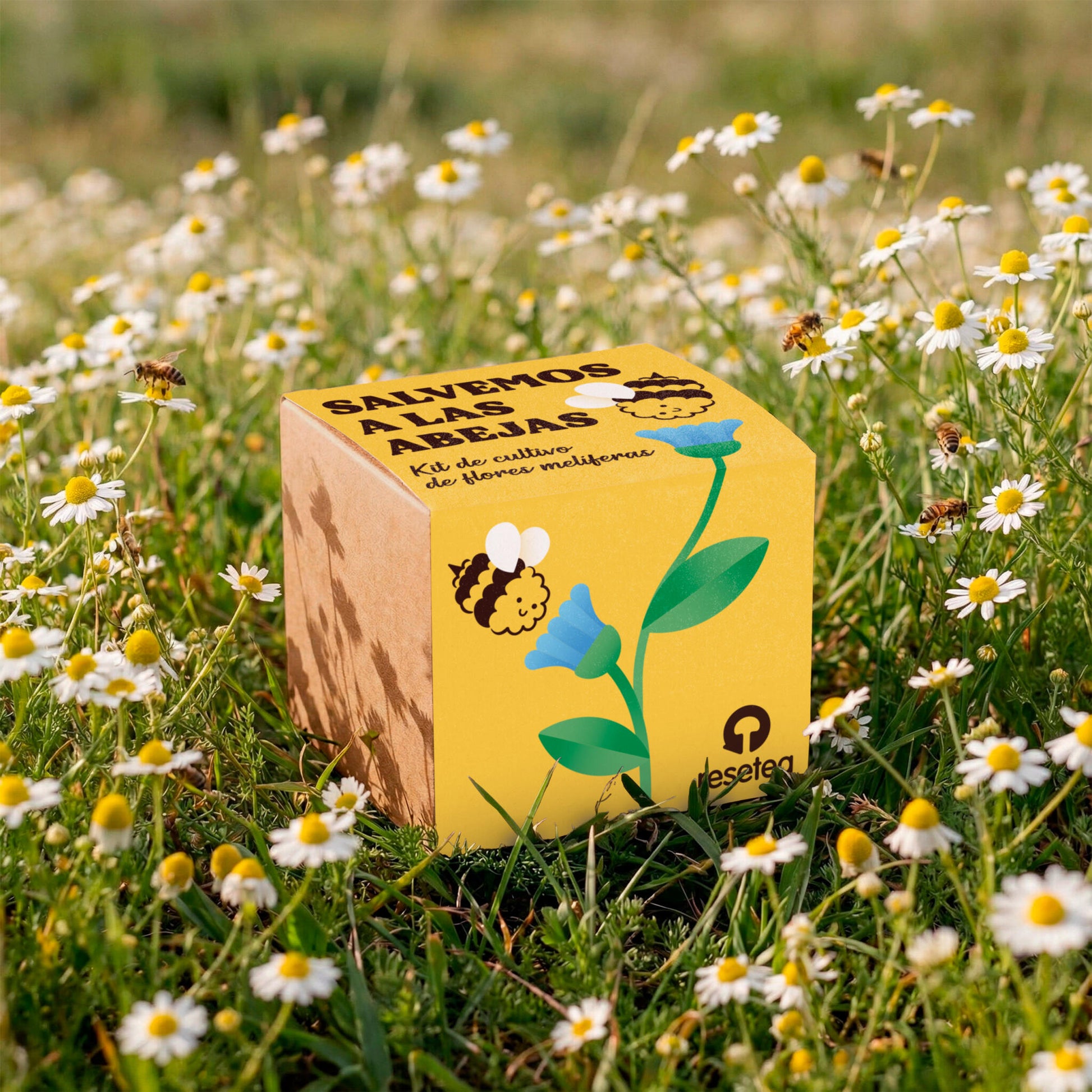 Salvemos A Las Abejas | Kit Cultivo Flores Melíferas Con Bomba De Semillas Para Polinizadores | Regalo Educativo_4