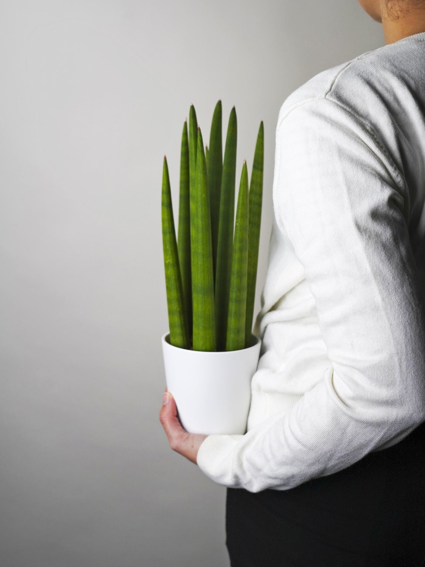 Sansevieria Cylindrica O Lanza Africana_0