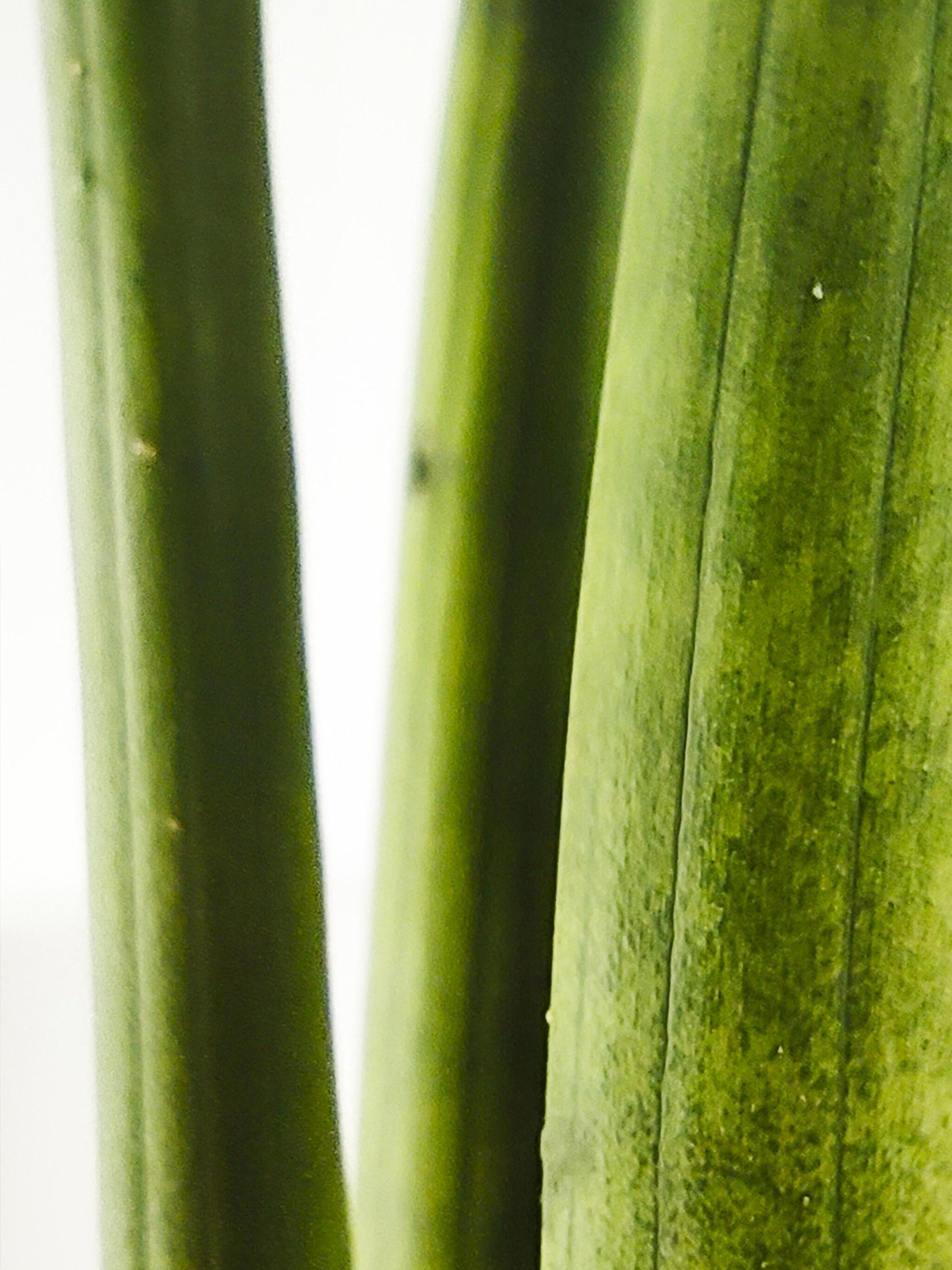 Sansevieria Cylindrica O Lanza Africana_1