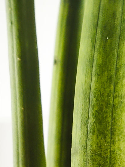 Sansevieria Cylindrica O Lanza Africana_1