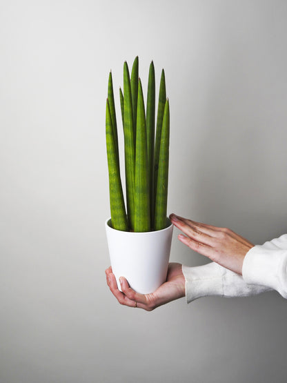 Sansevieria Cylindrica O Lanza Africana_2