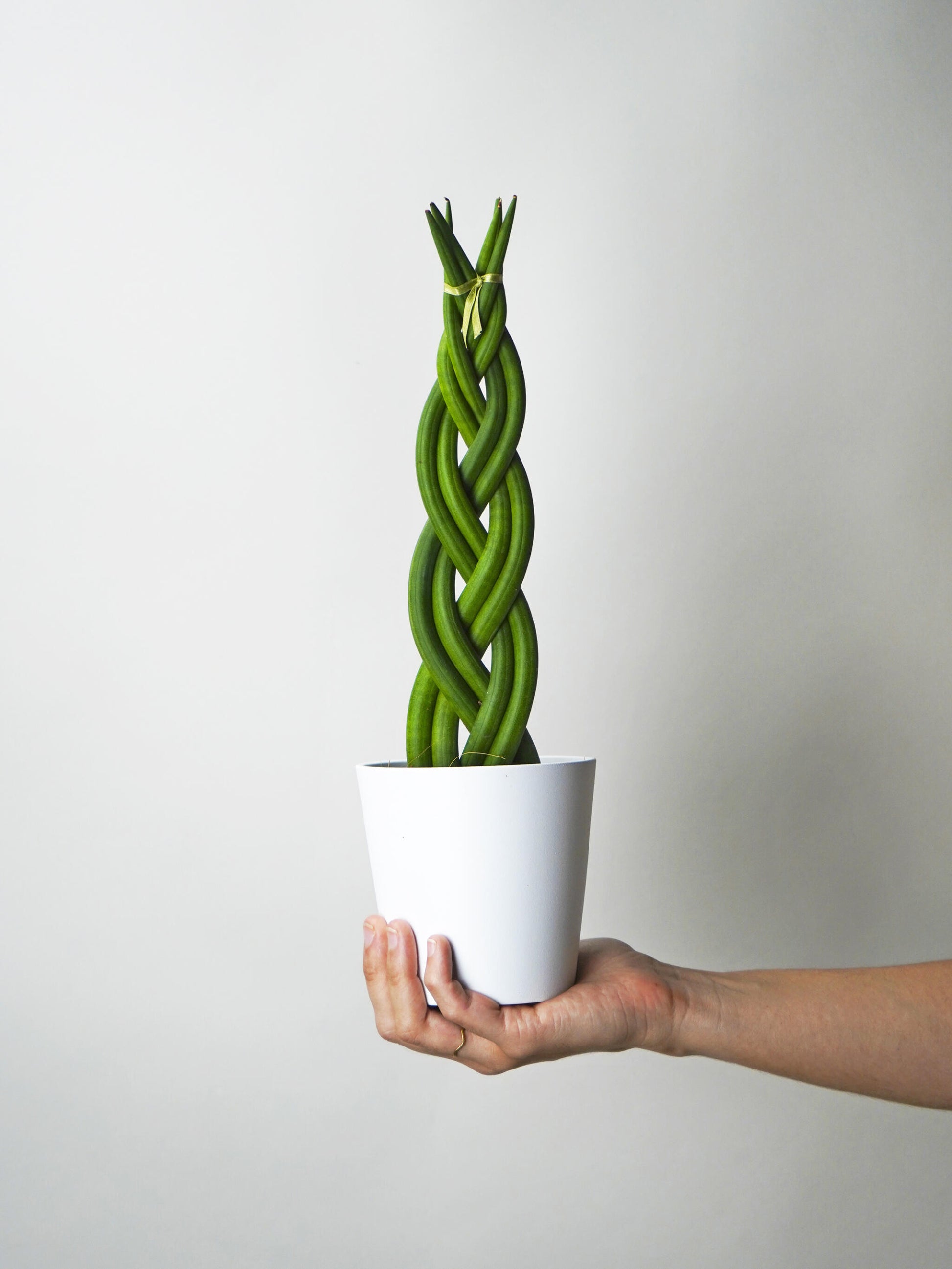 Sansevieria Cylindrica Trenzada | Altura 35cm - Maceta 11cm_0