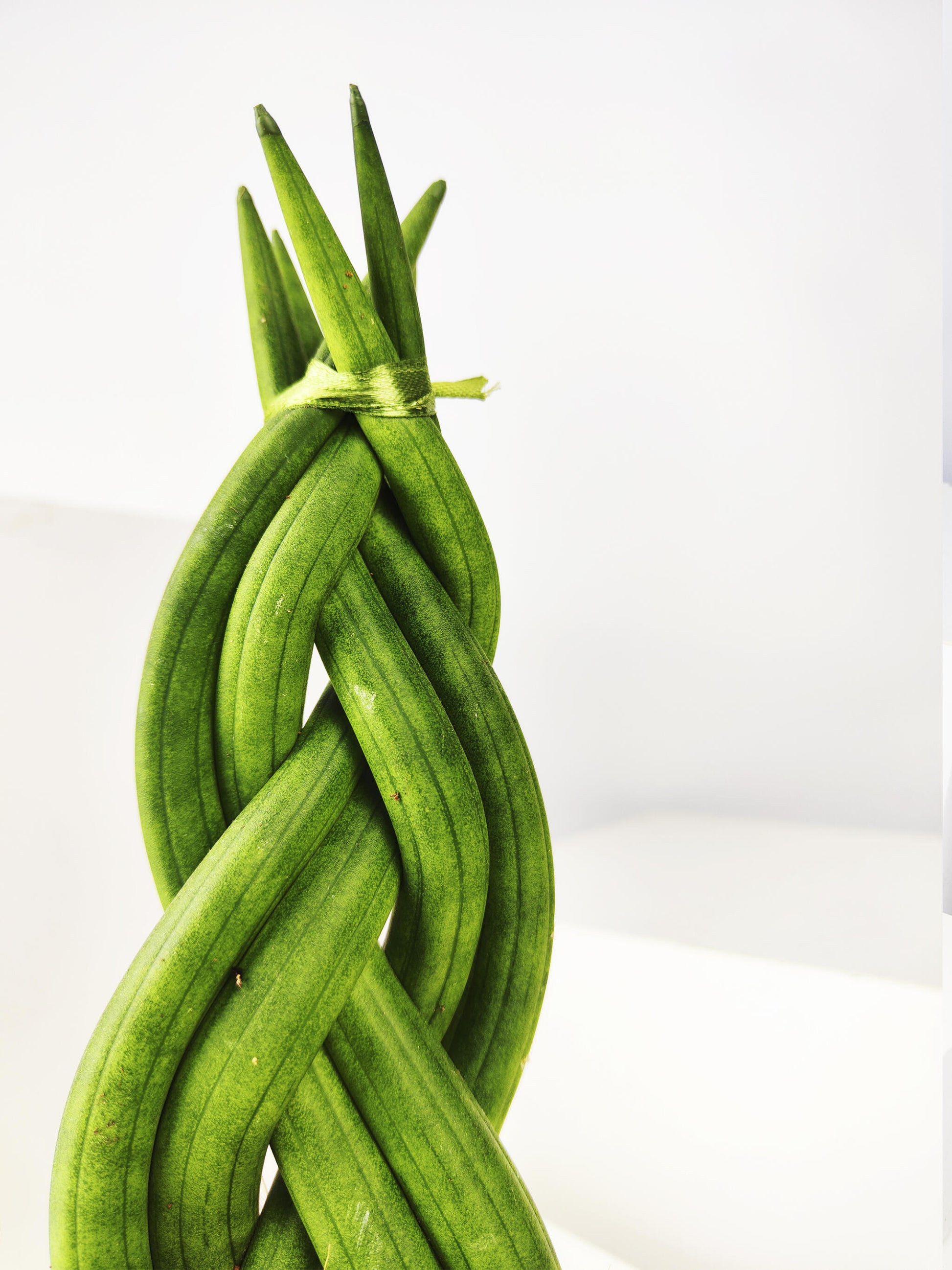 Sansevieria Cylindrica Trenzada | Altura 35cm - Maceta 11cm_1