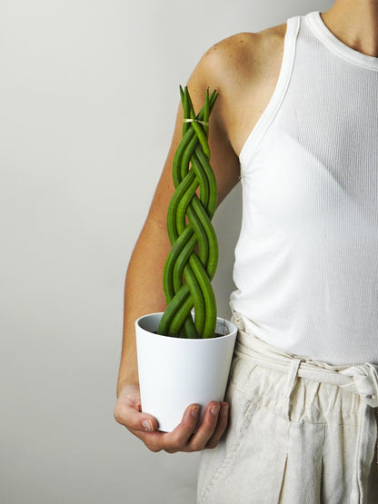 Sansevieria Cylindrica Trenzada | Altura 35cm - Maceta 11cm_2